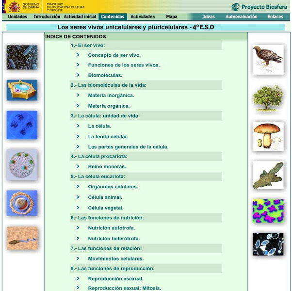 Ministerio De Educacion: Los Seres Vivos Unicelulares Y Pluricelulares Lesson Plan Ministerio De Educacion: Los Seres Vivos Unicelulares Y Pluricelulares Lesson Plan