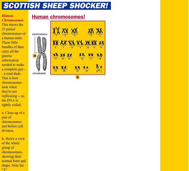 The Why Files: Scottish Sheep Shocker! New Pair of Genes Graphic The Why Files: Scottish Sheep Shocker! New Pair of Genes Graphic