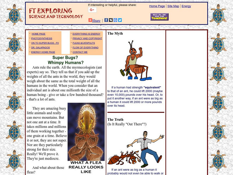 Ft Exploring: Ants: Super Bugs Activity