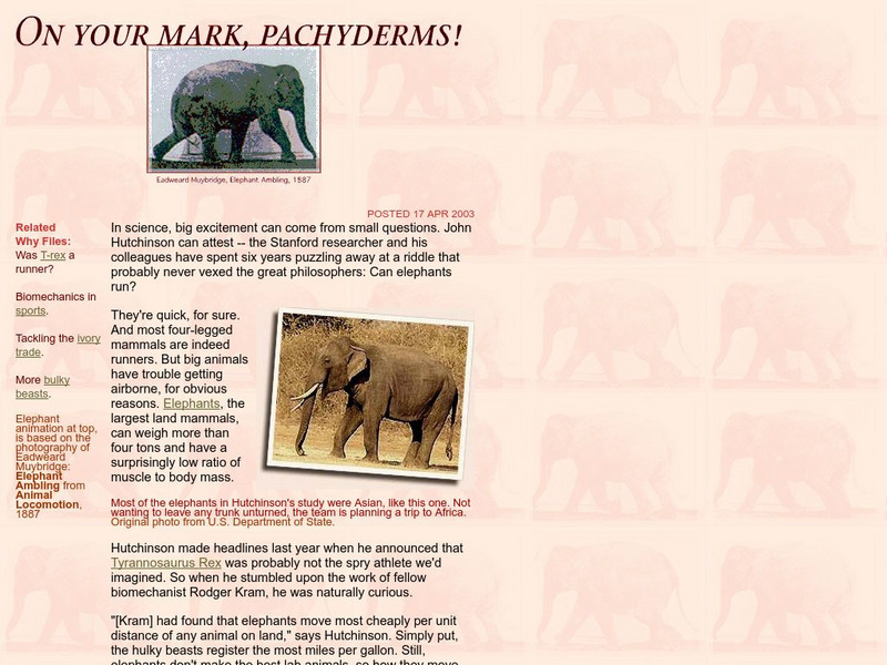 The Why Files: Do Elephants Run? Website The Why Files: Do Elephants Run? Website
