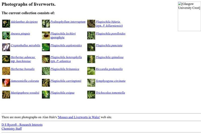 University of Glasgow: Photographs of Liverwort Graphic University of Glasgow: Photographs of Liverwort Graphic
