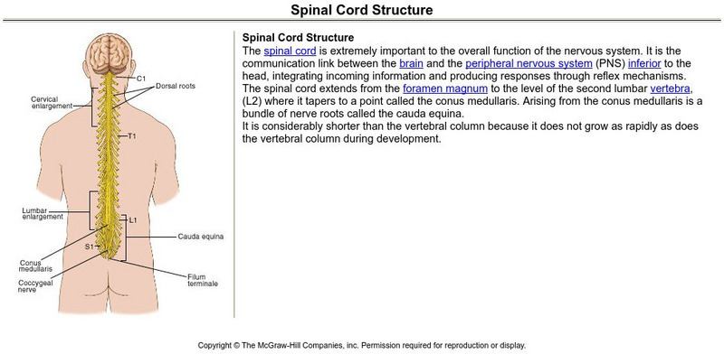 Mc Graw Hill Higher Education: Spinal Cord Structure Graphic