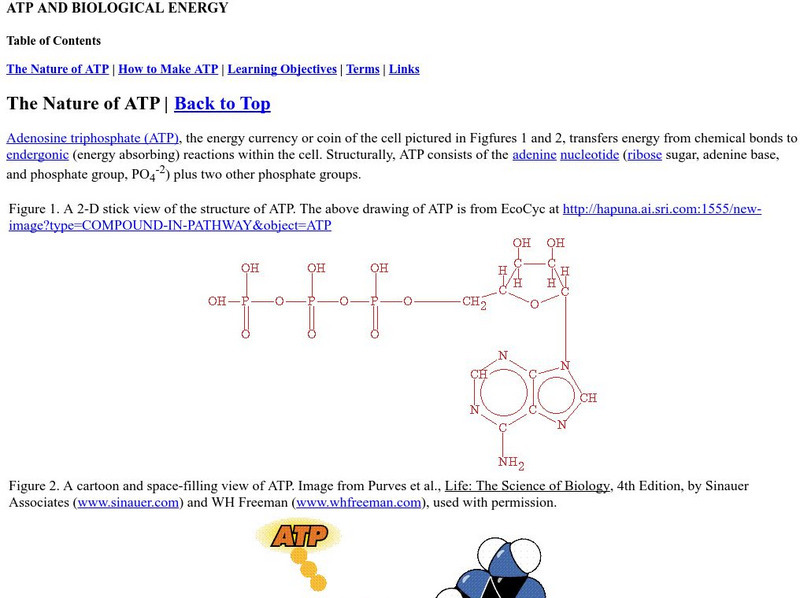 Online Biology Book: Atp and Biological Energy eBook Online Biology Book: Atp and Biological Energy eBook