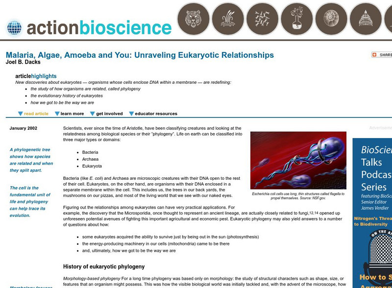 Action Bioscience: Malaria, Algae, Amoeba and You: Eukaryotic Relationships Article
