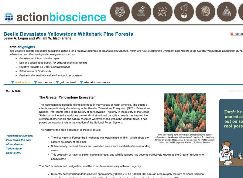 Action Bioscience: Beetle Devastates Yellowstone White Bark Pine Forests Article Action Bioscience: Beetle Devastates Yellowstone White Bark Pine Forests Article