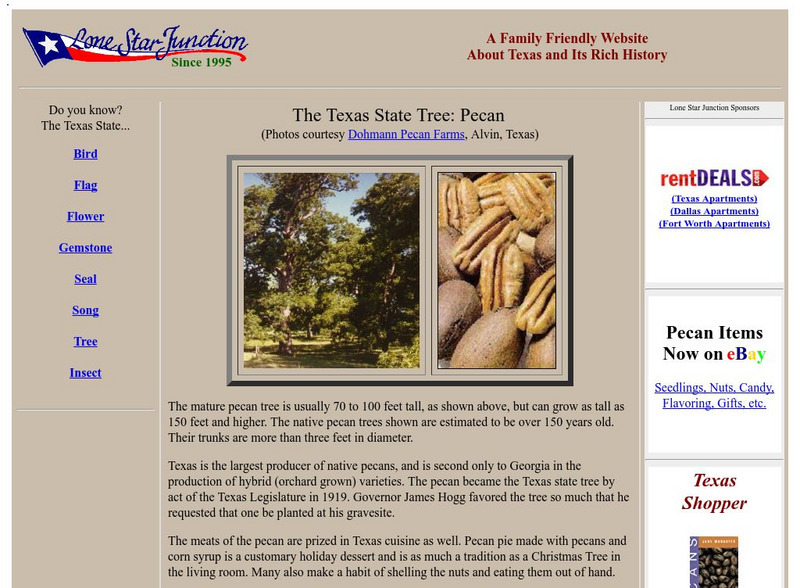Lone Star Junction: The Texas State Tree: Pecan Handout