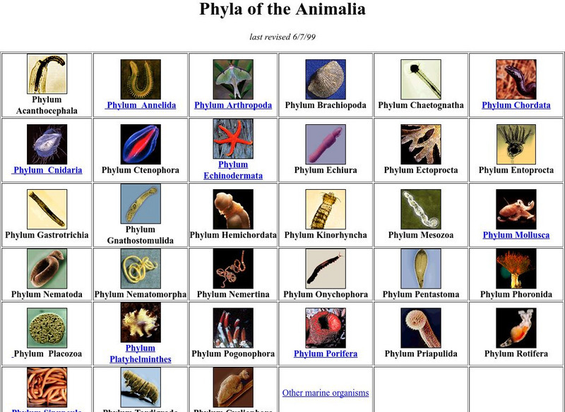 Columbia University: Phyla of the Animalia Graphic Columbia University: Phyla of the Animalia Graphic
