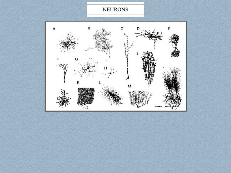 Columbia University: Neurons Graphic Columbia University: Neurons Graphic
