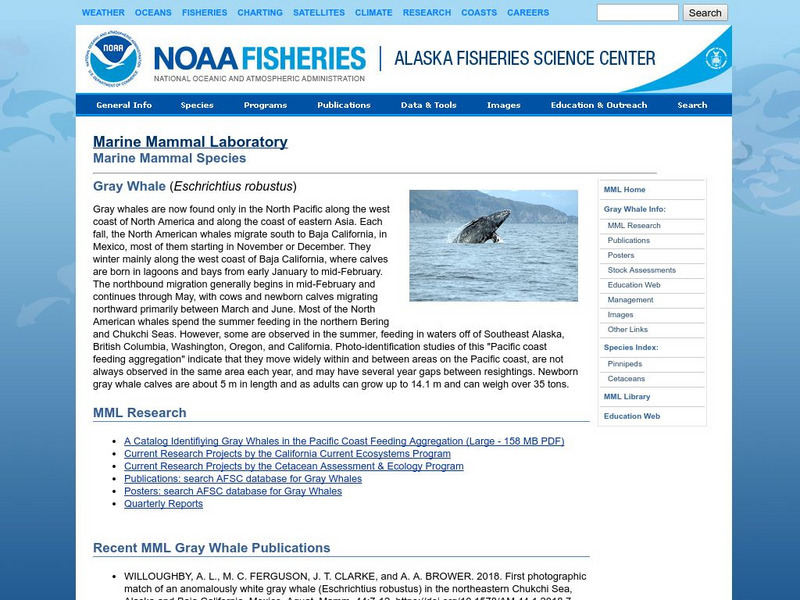 Noaa: Nmml: Detailed Information About Gray Whales Handout Noaa: Nmml: Detailed Information About Gray Whales Handout