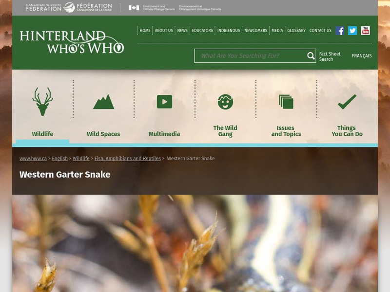 Hinterland Who's Who: Western Garter Snake Website Hinterland Who's Who: Western Garter Snake Website