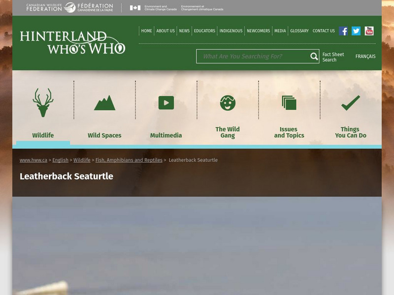 Hinterland Who's Who: Leatherback Seaturtle Website Hinterland Who's Who: Leatherback Seaturtle Website