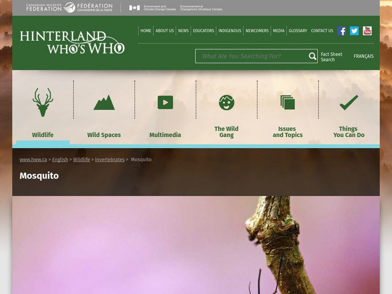 Hinterland Who's Who: Mosquito Website Hinterland Who's Who: Mosquito Website