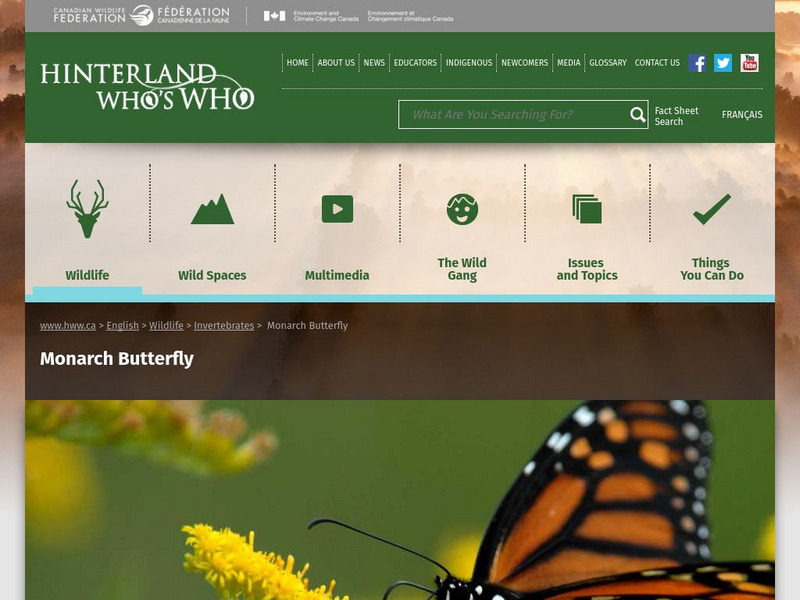 Hinterland Who's Who: Monarch Website Hinterland Who's Who: Monarch Website