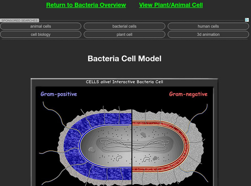 Cells Alive: Bacteria Cell Model Interactive