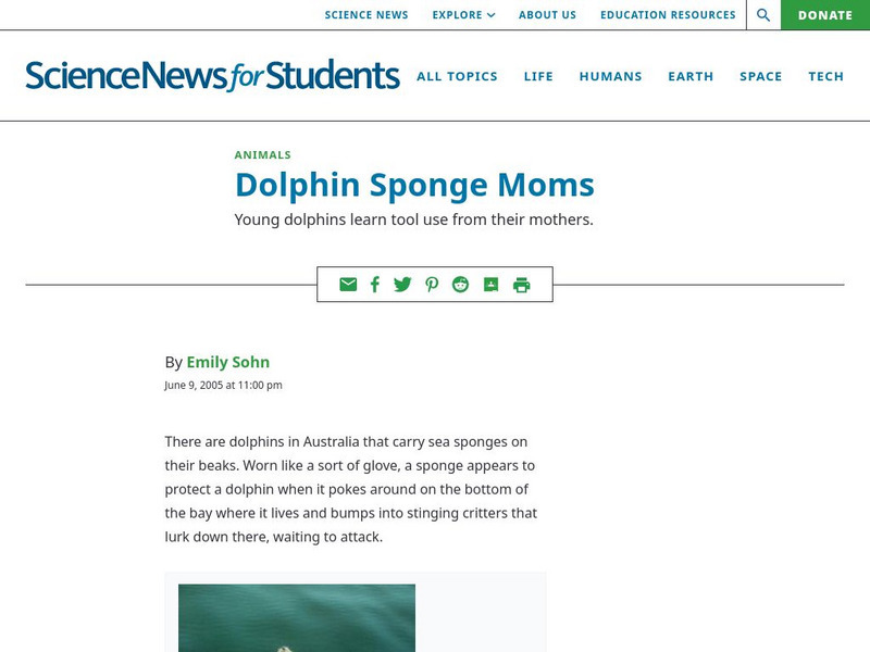 Science News for Students: Dolphin Sponge Moms Article Science News for Students: Dolphin Sponge Moms Article