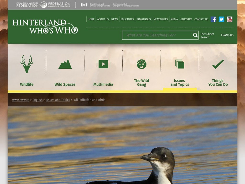 Hinterland Who's Who: Oil Pollution and Birds Website Hinterland Who's Who: Oil Pollution and Birds Website