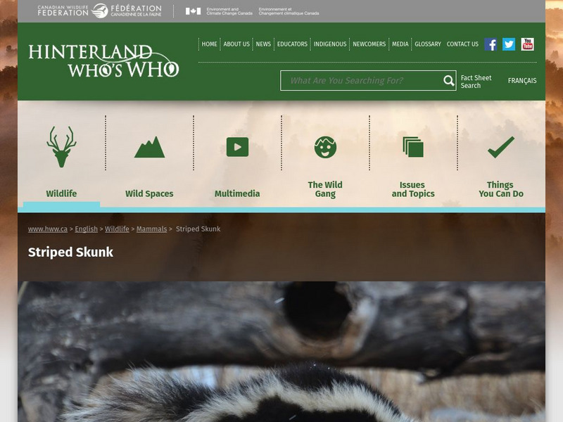Hinterland Who's Who: Striped Skunk Website Hinterland Who's Who: Striped Skunk Website