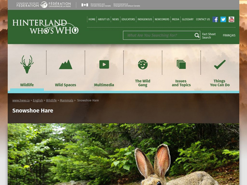 Hinterland Who's Who: Snowshoe Hare Website Hinterland Who's Who: Snowshoe Hare Website
