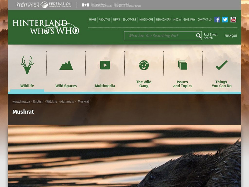 Hinterland Who's Who: Muskrat Website Hinterland Who's Who: Muskrat Website