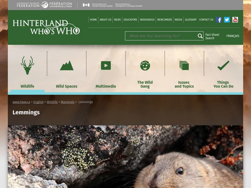 Hinterland Who's Who: Lemmings Website Hinterland Who's Who: Lemmings Website