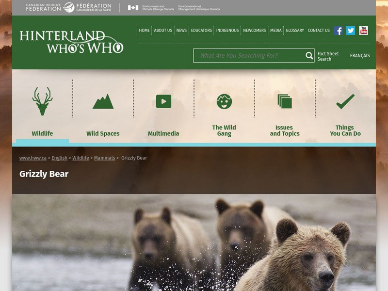 Hinterland Who's Who: Grizzly Website Hinterland Who's Who: Grizzly Website