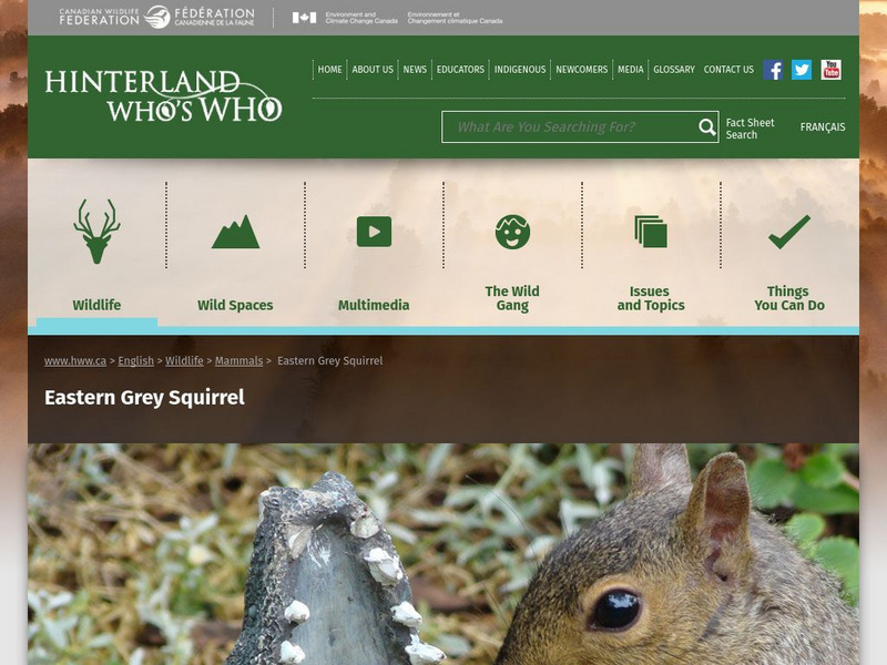 Hinterland Who's Who: Eastern Grey Squirrel Website Hinterland Who's Who: Eastern Grey Squirrel Website