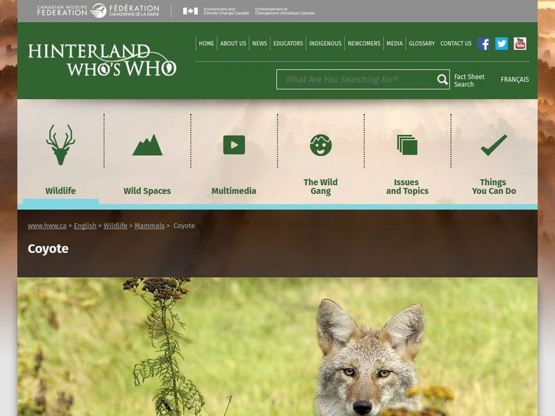 Hinterland Who's Who: Coyote Website Hinterland Who's Who: Coyote Website