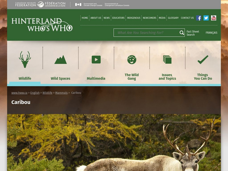 Hinterland Who's Who: Caribou Website Hinterland Who's Who: Caribou Website
