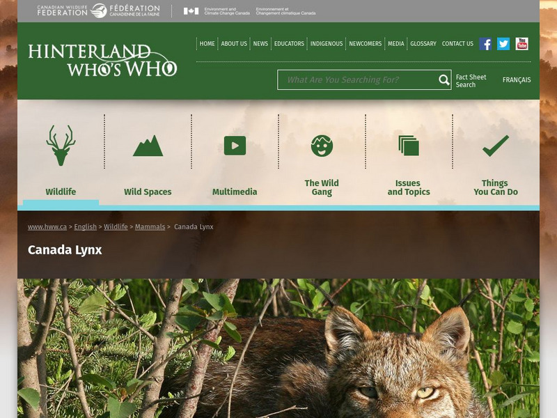 Hinterland Who's Who: Canada Lynx Website Hinterland Who's Who: Canada Lynx Website