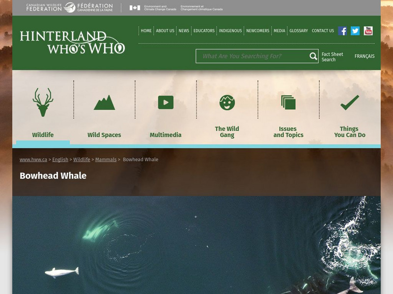 Hinterland Who's Who: Bowhead Whale Website Hinterland Who's Who: Bowhead Whale Website