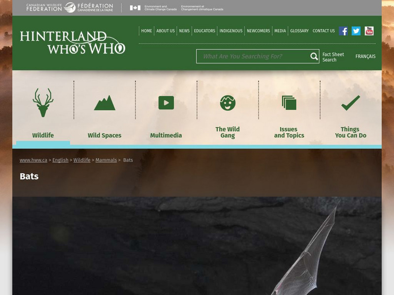 Hinterland Who's Who: Bats Website Hinterland Who's Who: Bats Website