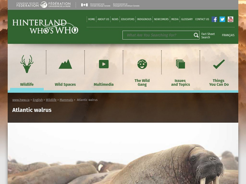 Hinterland Who's Who: Atlantic Walrus Website Hinterland Who's Who: Atlantic Walrus Website