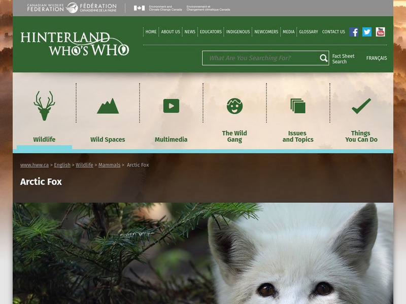 Hinterland Who's Who: Arctic Fox Website Hinterland Who's Who: Arctic Fox Website