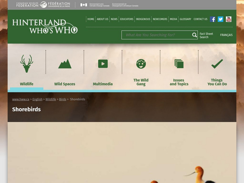 Hinterland Who's Who: Shorebirds Website Hinterland Who's Who: Shorebirds Website
