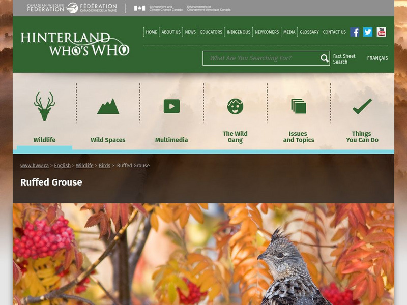Hinterland Who's Who: Ruffed Grouse Website Hinterland Who's Who: Ruffed Grouse Website