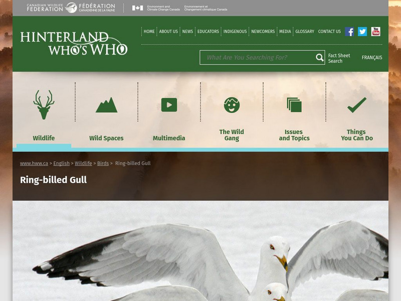 Hinterland Who's Who: Ring Billed Gull Website Hinterland Who's Who: Ring Billed Gull Website