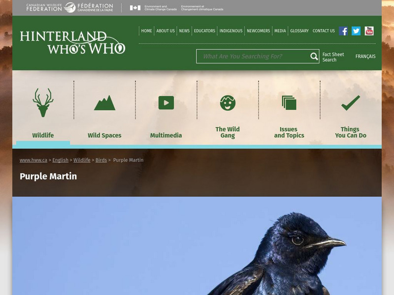 Hinterland Who's Who: Purple Martin Website Hinterland Who's Who: Purple Martin Website