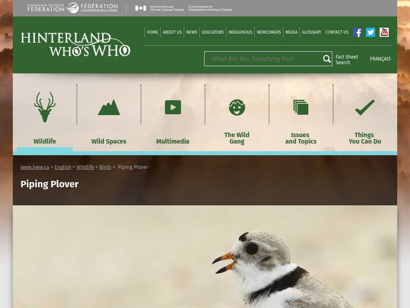 Hinterland Who's Who: Piping Plover Website Hinterland Who's Who: Piping Plover Website