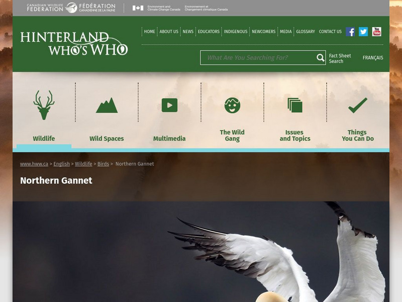 Hinterland Who's Who: Northern Gannet Website Hinterland Who's Who: Northern Gannet Website