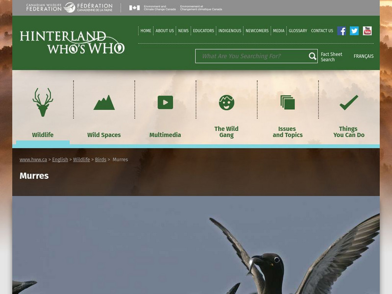 Hinterland Who's Who: Murres Website Hinterland Who's Who: Murres Website