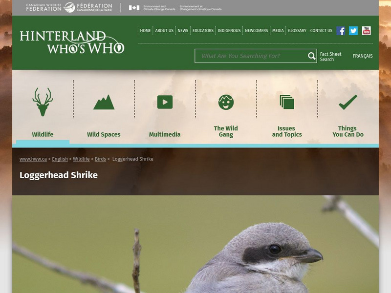 Hinterland Who's Who: Loggerhead Shrike Website Hinterland Who's Who: Loggerhead Shrike Website