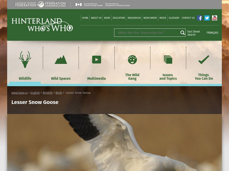 Hinterland Who's Who: Lesser Snow Goose Website Hinterland Who's Who: Lesser Snow Goose Website