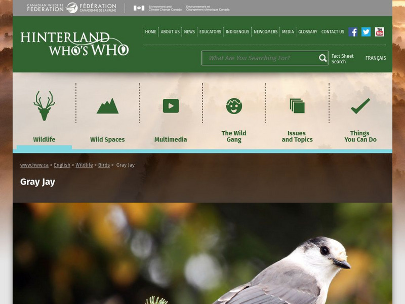 Hinterland Who's Who: Gray Jay Website Hinterland Who's Who: Gray Jay Website