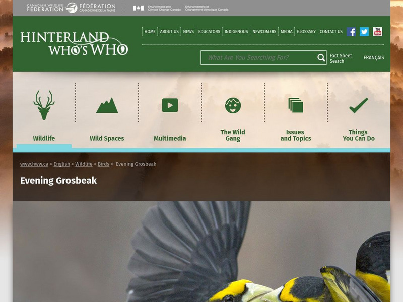Hinterland Who's Who: Evening Grosbeak Website Hinterland Who's Who: Evening Grosbeak Website