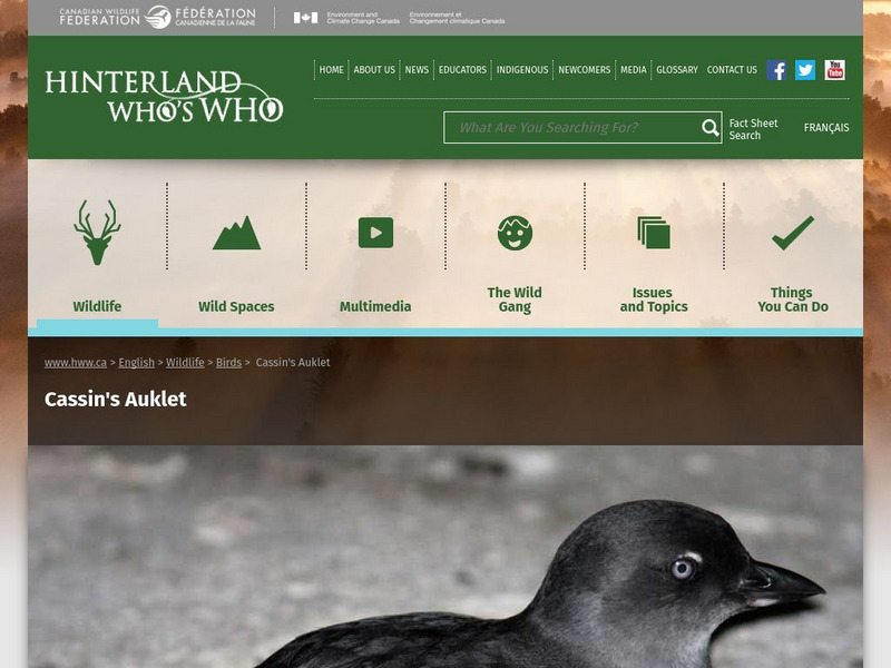 Hinterland Who's Who: Cassin's Auklet Website Hinterland Who's Who: Cassin's Auklet Website