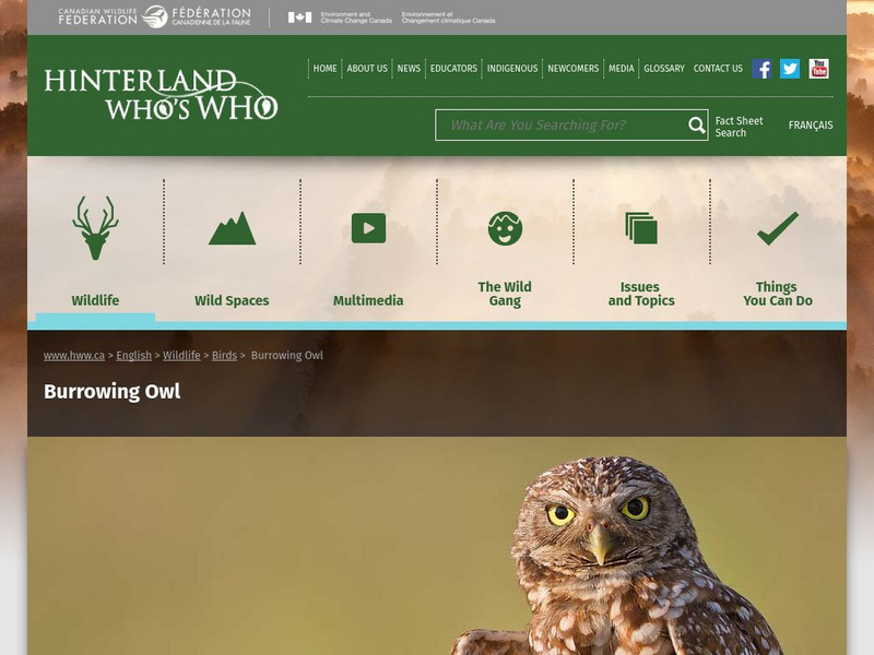 Hinterland Who's Who: Burrowing Owl Website Hinterland Who's Who: Burrowing Owl Website