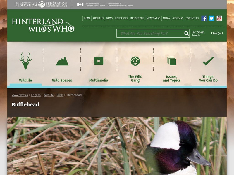 Hinterland Who's Who: Bufflehead Website Hinterland Who's Who: Bufflehead Website