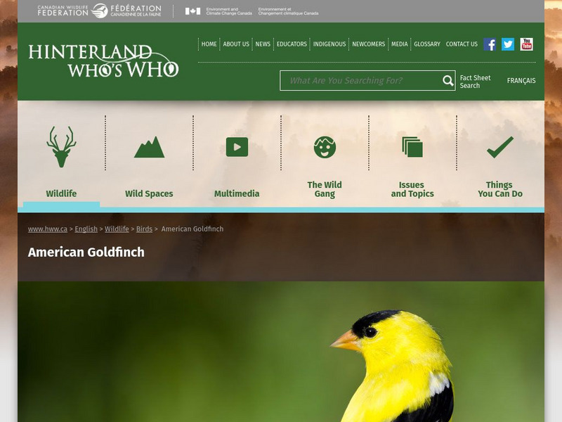 Hinterland Who's Who: American Goldfinch Website Hinterland Who's Who: American Goldfinch Website
