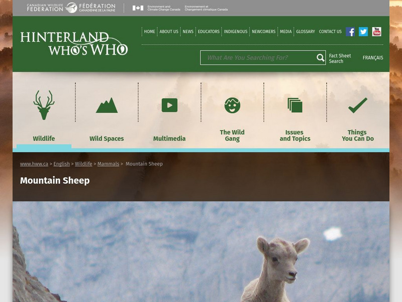 Hinterland Who's Who: Mountain Sheep Website Hinterland Who's Who: Mountain Sheep Website