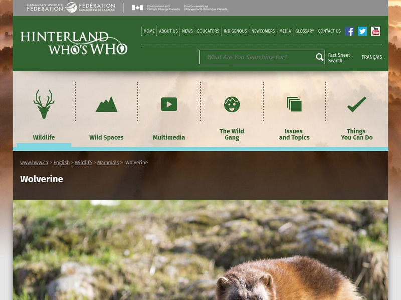 Hinterland Who's Who: Wolverine Website Hinterland Who's Who: Wolverine Website